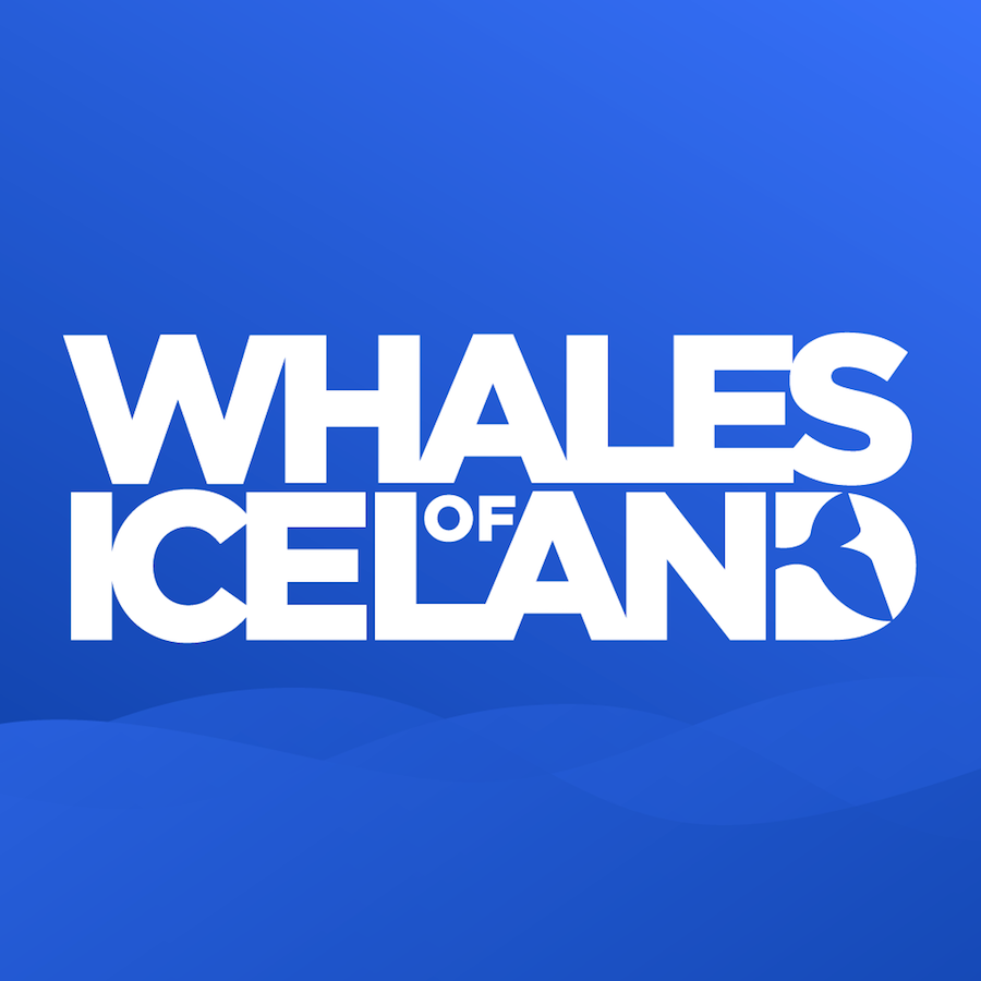 Whales of iceland. Whale museum in Reykjavik